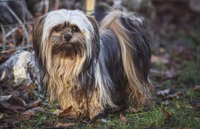 狗 犬类 国内的 哺乳动物 可爱的 动物