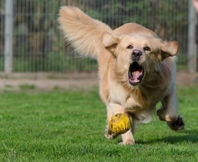 金毛猎犬 动物收容所 狗寄宿 动物寄宿 纯种狗 狗追球 打球