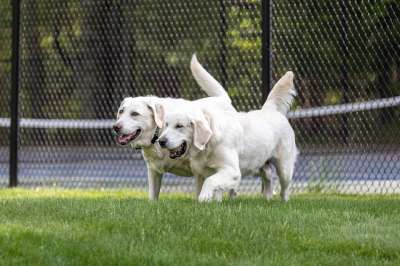 金毛猎犬 小狗 宠物 动物 国内的 犬类 哺乳动物 高清壁纸
