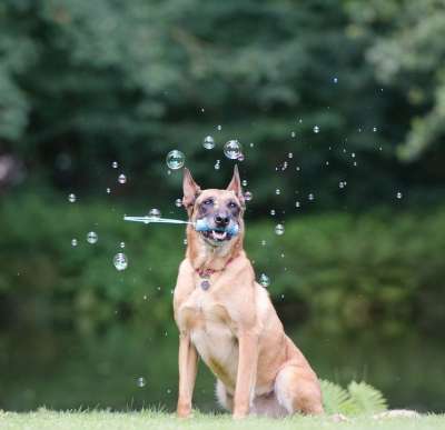 肥皂泡 狗把戏 狗展示了一个把戏 玛利诺犬