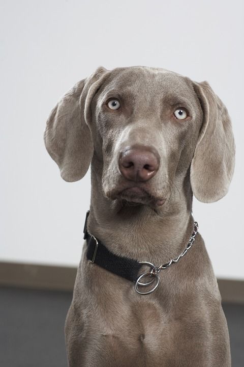 狗 宠物 犬类 品种 纯种 犬只 可爱的狗 棕色的狗
