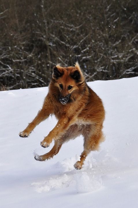 狗 玩 飞跃 冬天 雪 轻易取胜 乐趣
