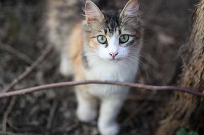 那只猫 猫似的 有色 动物 看 美丽