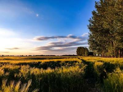 Wheatfield 天空 小麦 景观 字段 播种 谷物 阳光