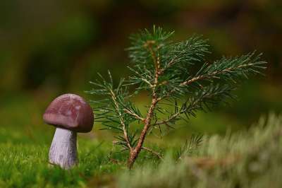 蘑菇 苔藓 针叶树 森林 宏 真菌科学