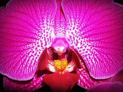 花 兰花 热带 白色的 绿色 黄色 红色的 收藏 粉色的 植物