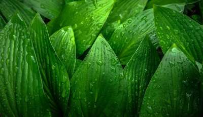 叶子 大自然 绿色 春天 阔叶 抽象 植物 扑簌 露水 草叶