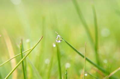 自然 稻草 特写 降低 雨 水 春天 绿色 季节 草 青春