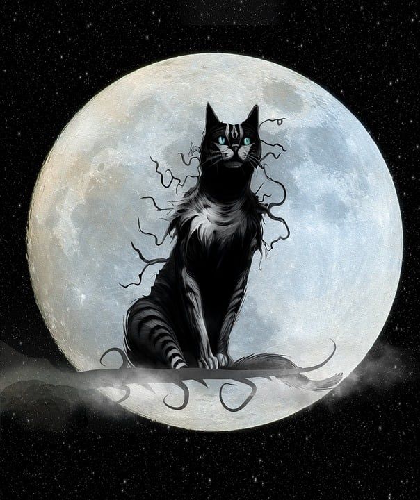 猫 月亮 万圣节 怪物 幽灵般的 黑猫 猫科动物 满月 夜晚