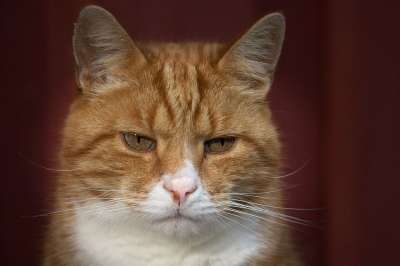 猫 宠物 动物 国内动物 国内的猫 猫科动物 户外