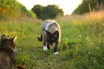 猫 暹罗 暹 宿醉 动物 家猫 虎猫