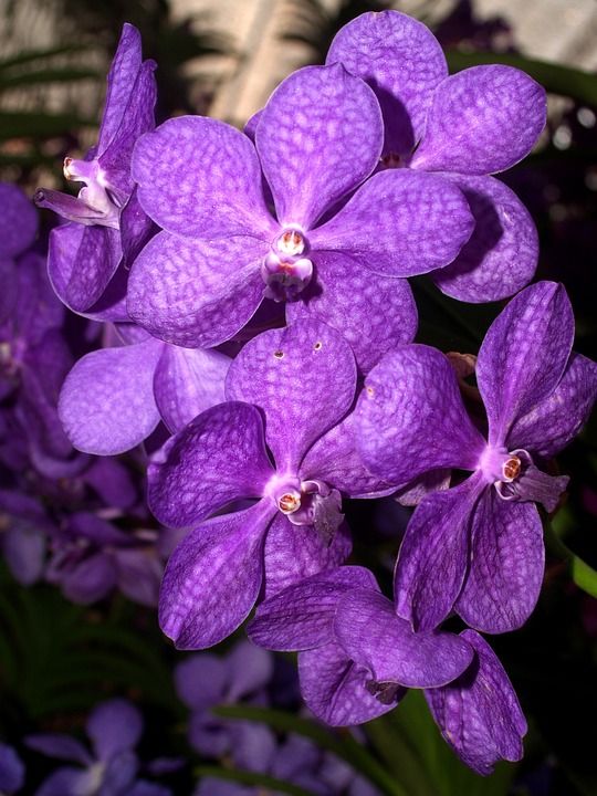 兰花 花 明亮的 紫色 植物群 生长 装饰 芽 叶子