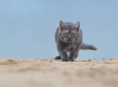 猫 海滩 年轻的猫