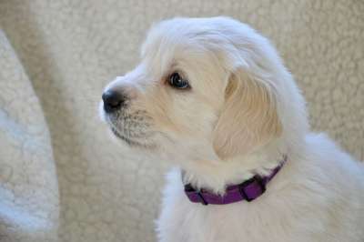 狗 金毛的小狗 年轻的狗 肖像狗的档案 金毛猎犬 动物 伴侣