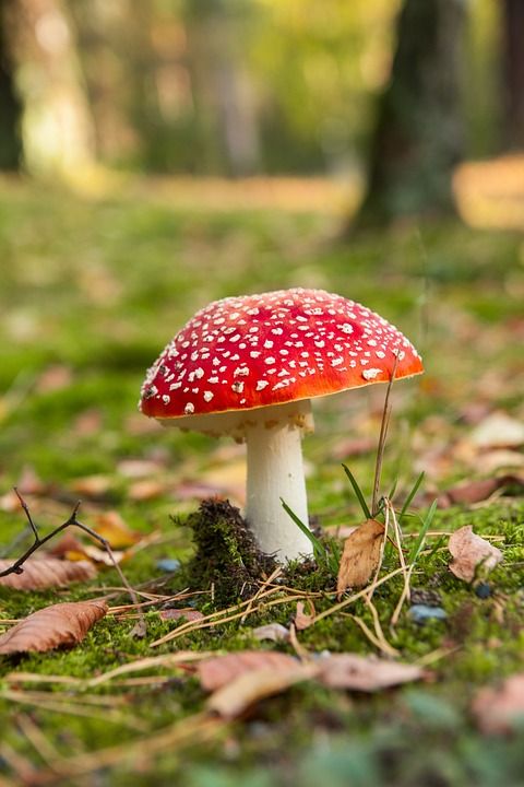 蘑菇 毒菌 红色的 森林 有毒 自然 落下 苔藓 点缀