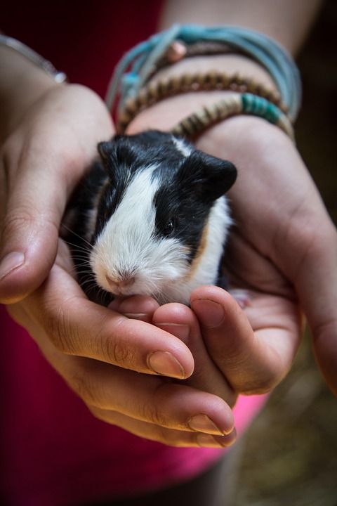 手 几内亚猪 宠物 动物 啮齿动物 哺乳动物 小的 人们 年轻