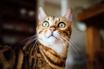 猫 水平的 黄色