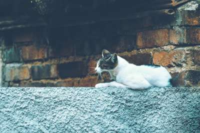 猫咪 动物医院 打哈欠 猫 动物 哺乳动物 可爱的 小猫 狮子