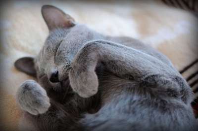 猫 猫咪 灰色的 宠物 动物 小猫 毛皮 喜欢猫的人 可爱
