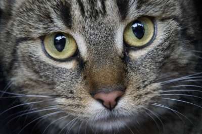 请 播放 玩耍 和我一起玩 可爱的 猫 脸 鲭鱼 眼睛 灰猫