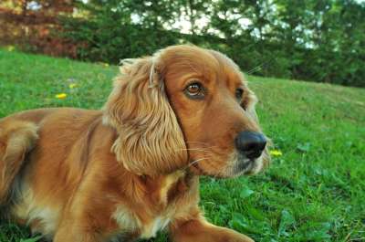 狗 哇 宠物 可卡犬