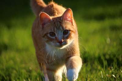 猫 小猫 红虎斑 红猫 年轻的猫 家猫 猫宝宝