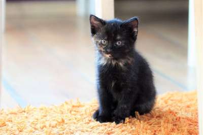 小猫 猫 年轻的猫 动物 家猫 猫科动物 哺乳动物 可爱的 肖像