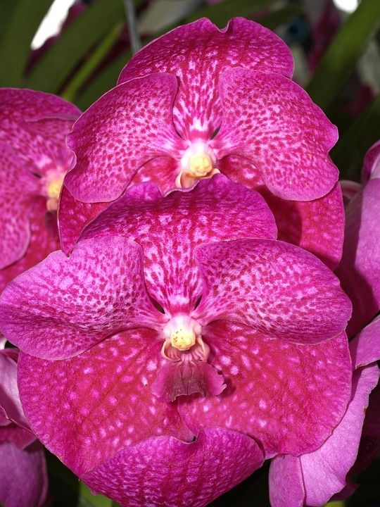 兰花 花 明亮的 紫色 植物群 生长 装饰 芽 叶子