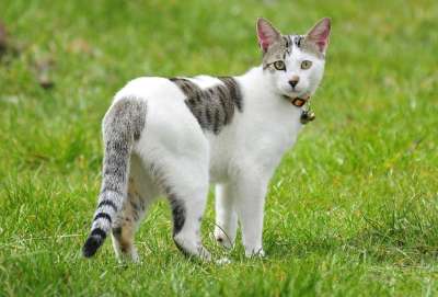 猫 动物 吉祥物 猫科动物 小猫咪 宠物 孩子 可爱猫咪