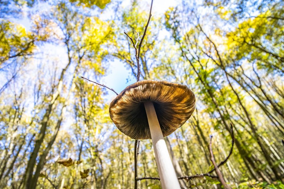 蘑菇, 菌, 真菌学, 森林地面, 野生蘑菇, 自然, 秋天, 落下, 森林