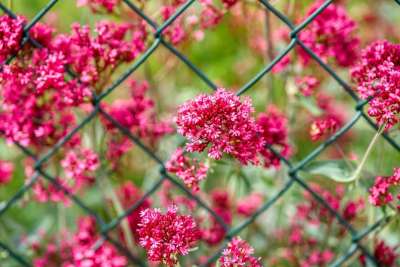 红色刺花 Centranthus曲霉 缬草工厂 伞形花序 草本的