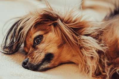 狗 宠物 犬类 动物 哺乳动物 品种 西藏猎犬 毛皮