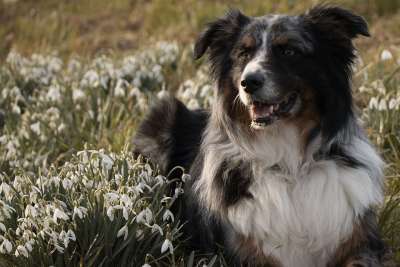 狗 动物 澳大利亚牧羊犬