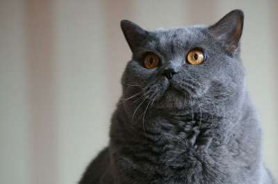 猫 灰色的 蓝色的 脸 坐着 头 国内的 猫科动物 宠物 基蒂