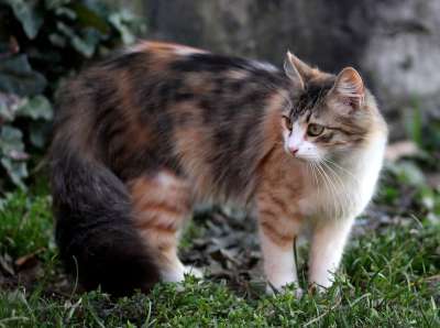 那只猫 猫似的 有色 动物 看 美丽