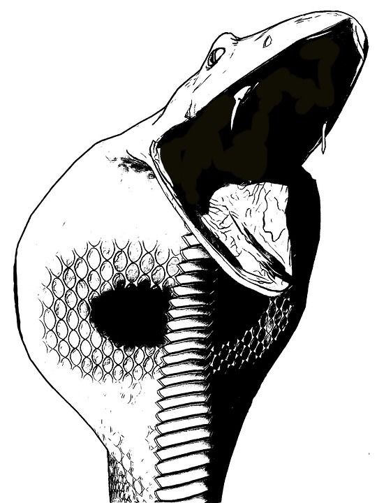 眼镜蛇 线 黑鱼 漫画 危险 威胁 毒牙 毒 有毒 爬虫