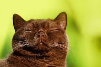 英国短毛猫 猫 宠物 猫科动物 动物 睡觉 脸 毛皮 基蒂