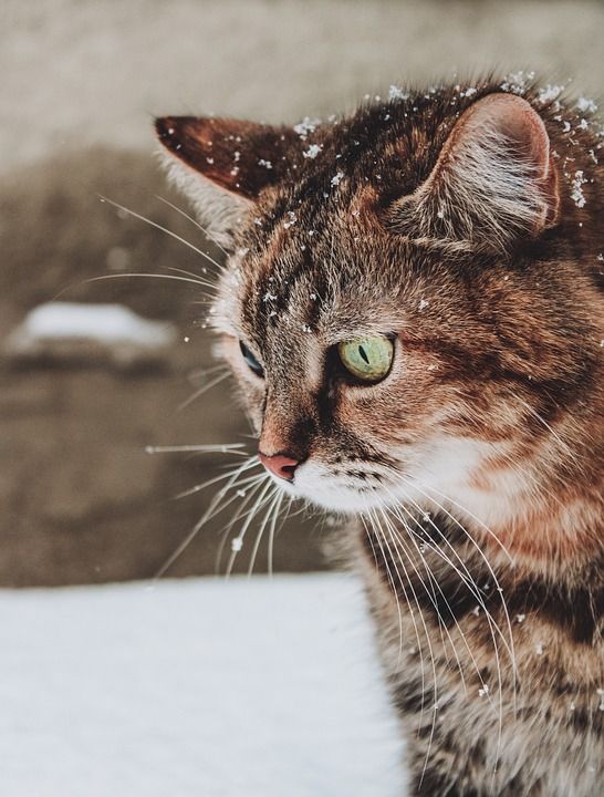 猫 动物 雪 冬天 寒冷的 霜 下雪的 降雪 小猫 肖像