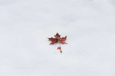 冬天 枫叶 极简 简单 Ppt背景 手机壁纸 雪 Ppt背景