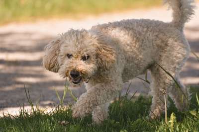 贵宾犬 草地 狗 户外 哺乳动物 国内动物 草 犬类 动物