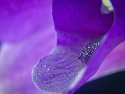 花瓣 兰花 紫色的 兰花花 花朵 孤立 开花 粉色的 盛开
