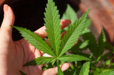 大麻 中央商务区 麻 甘贾 超级食物 大麻二酚 油 杂草 药品
