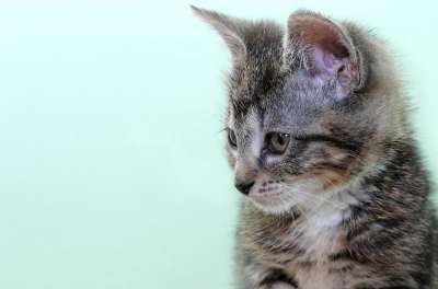 猫 家猫 家畜 猫脸 鲭鱼 猫眼 关闭 肖像