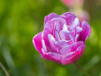 郁金香 花 植物 粉红郁金香 花瓣 盛开 开花 植物群 春天