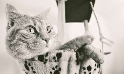 动物 猫 国内动物 红鲭鱼虎斑猫 国内的 哺乳动物 小猫