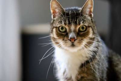 猫 宿醉 猫脸 猫肖像 猫眼 晶须 欧洲短毛 鲭鱼 家猫 家畜