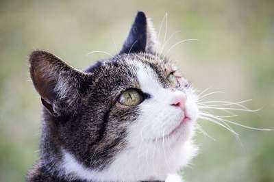 猫 家猫 哺乳动物 动物 野生动物 鲭鱼 肖像 可爱的