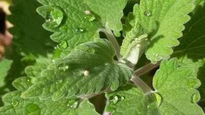 猫薄荷 水滴 荆芥 有机的 草本植物 新鲜的 绿色
