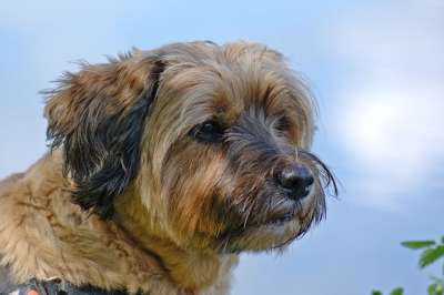 狗 头 动物 家畜 肖像 看法 轮廓 西藏小猎犬 理发