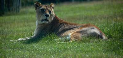 母狮 狮子 中部非洲 南非 非洲 苹果浏览器 捕食者 动物 猫